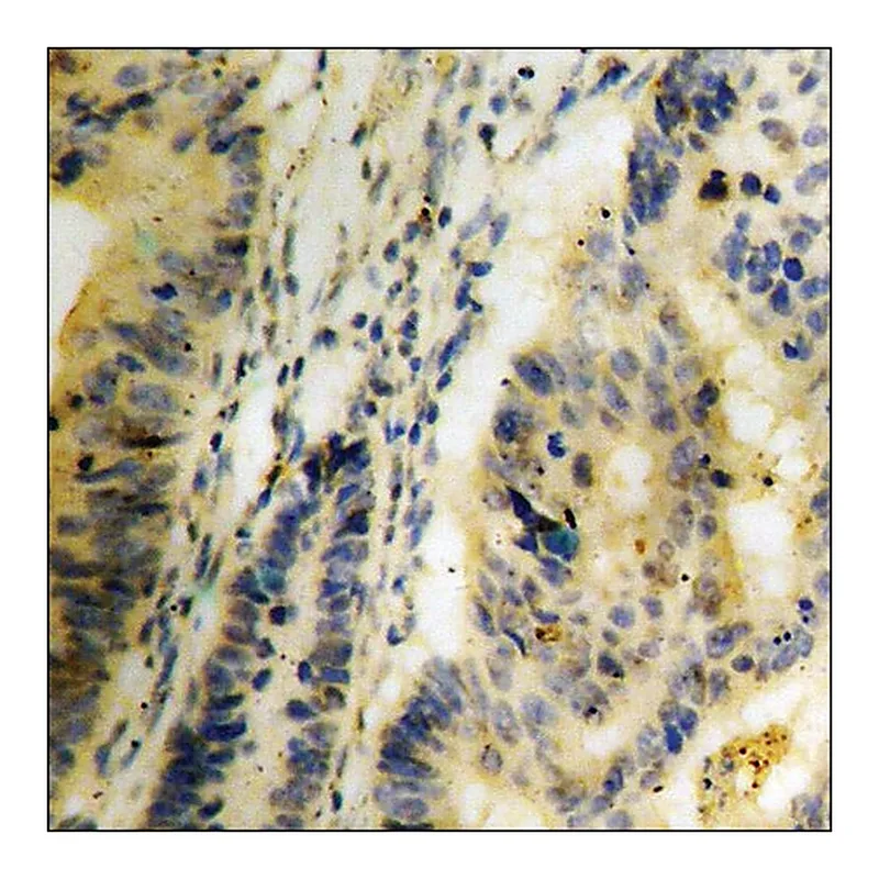 Merck Anti-phospho-Trk C (pTyr516) antibody produced in rabbit