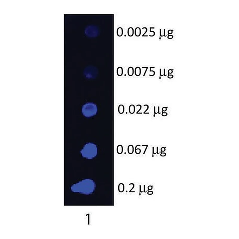 Merck Anti-Swine IgG (H+L)-Fluorescein antibody produced in goat