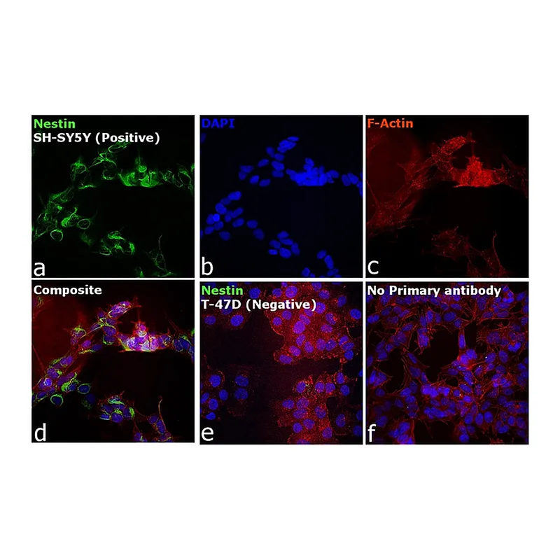 Thermo Fisher Scientific Goat anti-Mouse IgG1 Cross-Adsorbed Secondary Antibody, Alexa Fluor 546