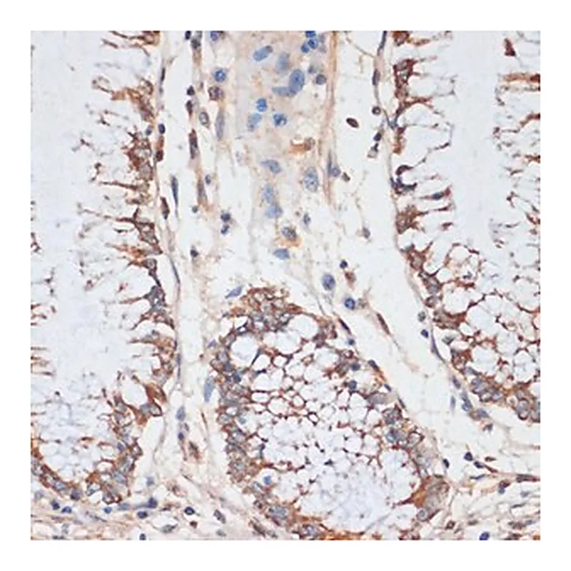 Merck ANTI-CDK4 ANTIBODY PRODUCED IN RABBIT
