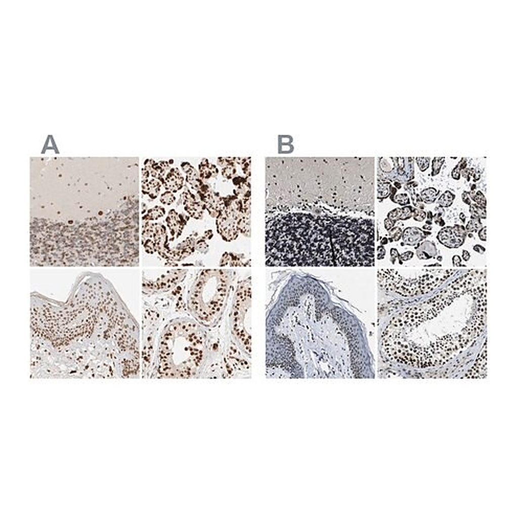 Merck Anti-ZC3HC1 antibody produced in rabbit