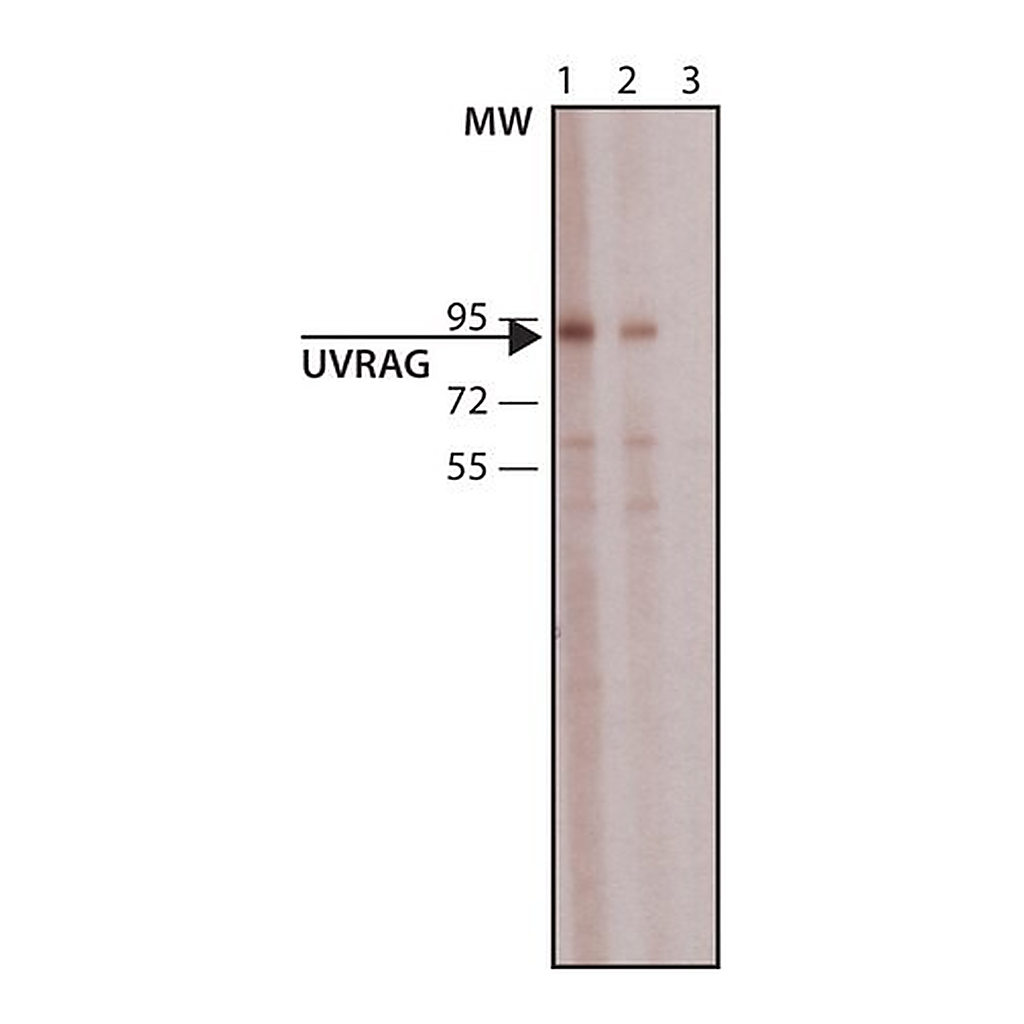 Merck Anti-UVRAG antibody produced in rabbit