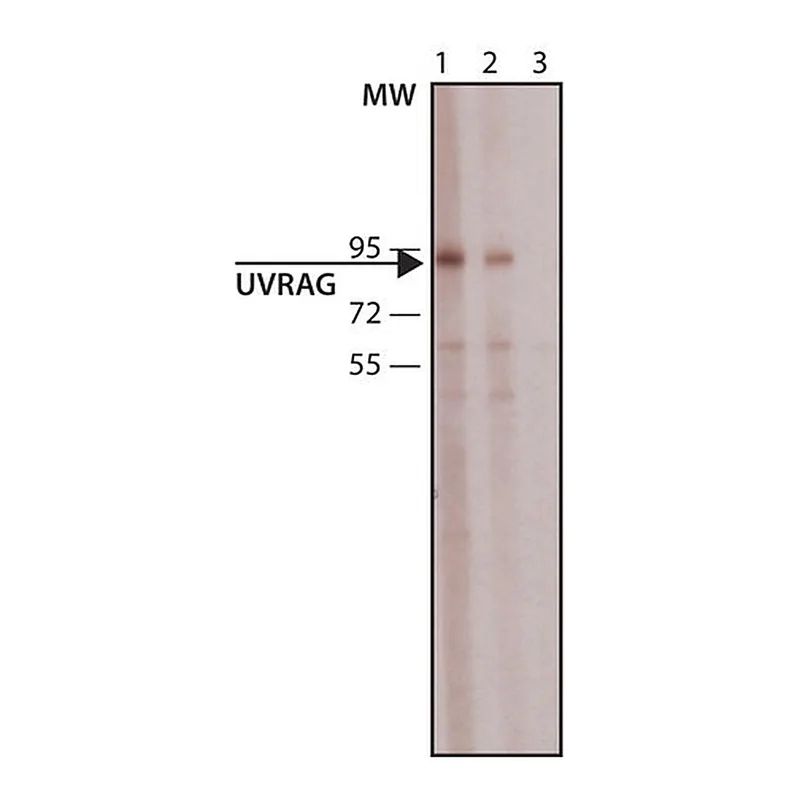 Merck Anti-UVRAG antibody produced in rabbit