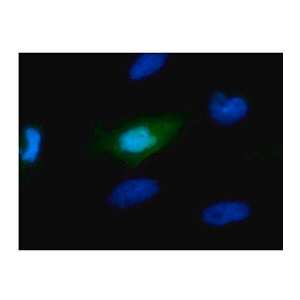 Merck Monoclonal Anti-Myc tag antibody produced in mouse
