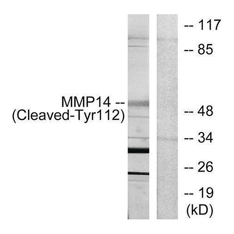 Merck Anti-MMP14 (Cleaved-Tyr112) antibody produced in rabbit