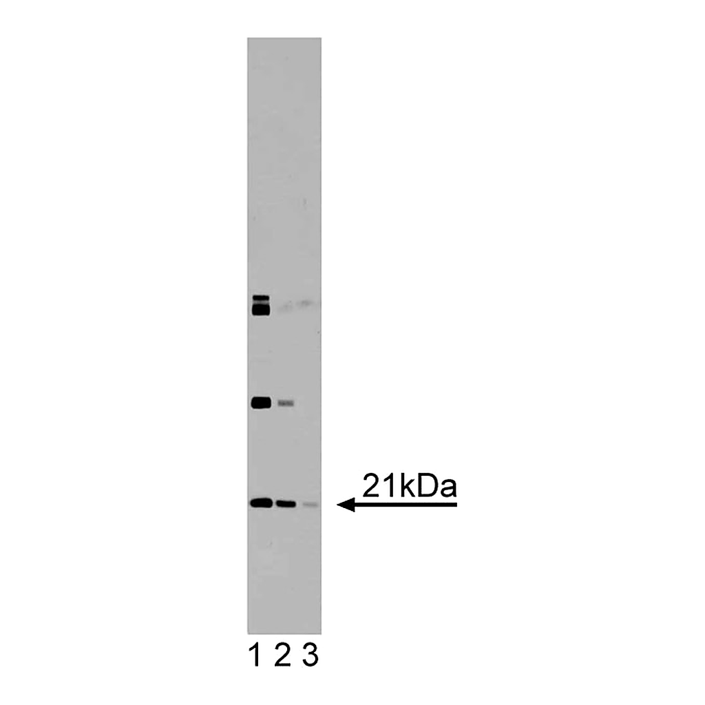 BD Purified Mouse Anti-DHFR