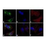 Thermo Fisher Scientific Mouse anti-Rabbit IgG (H+L) Cross-Adsorbed Secondary Antibody, FITC