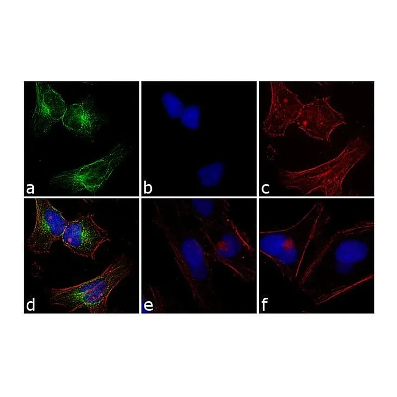 Thermo Fisher Scientific Mouse anti-Rabbit IgG (H+L) Cross-Adsorbed Secondary Antibody, FITC