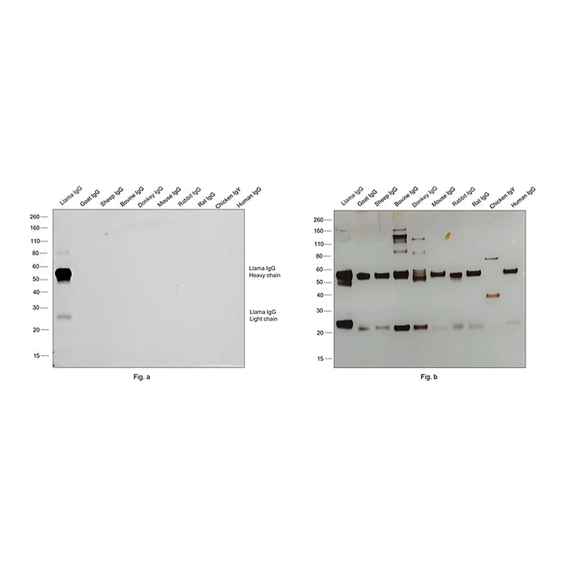Thermo Fisher Scientific Goat anti-Llama IgG (H+L) Secondary Antibody, HRP