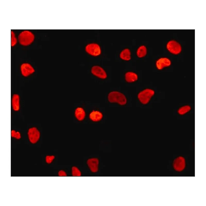 Merck Monoclonal Anti-POU5F1 (Oct4) antibody produced in mouse