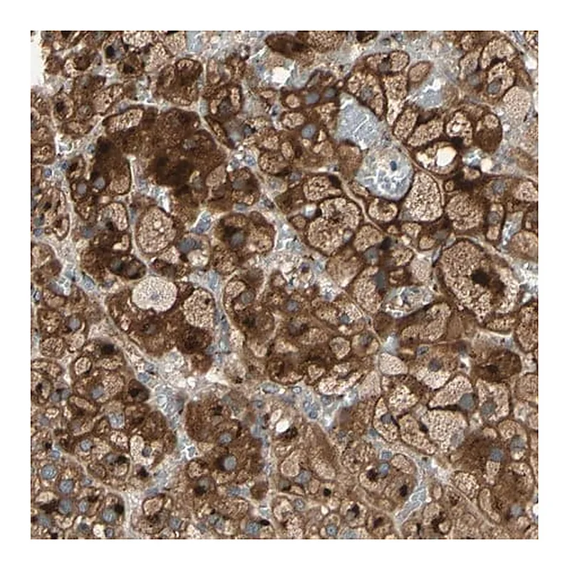 Merck Anti-RET antibody produced in rabbit