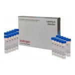 Thermo Fisher Scientific Magnesium Green, AM, cell permeant - Special Packaging