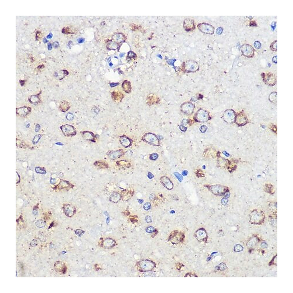 Merck Anti- LRRC59 antibody produced in rabbit