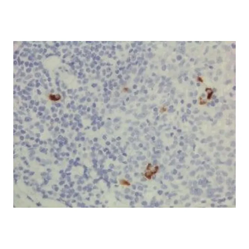 Thermo Fisher Scientific Rabbit anti-Human IgG3 Recombinant Secondary Antibody