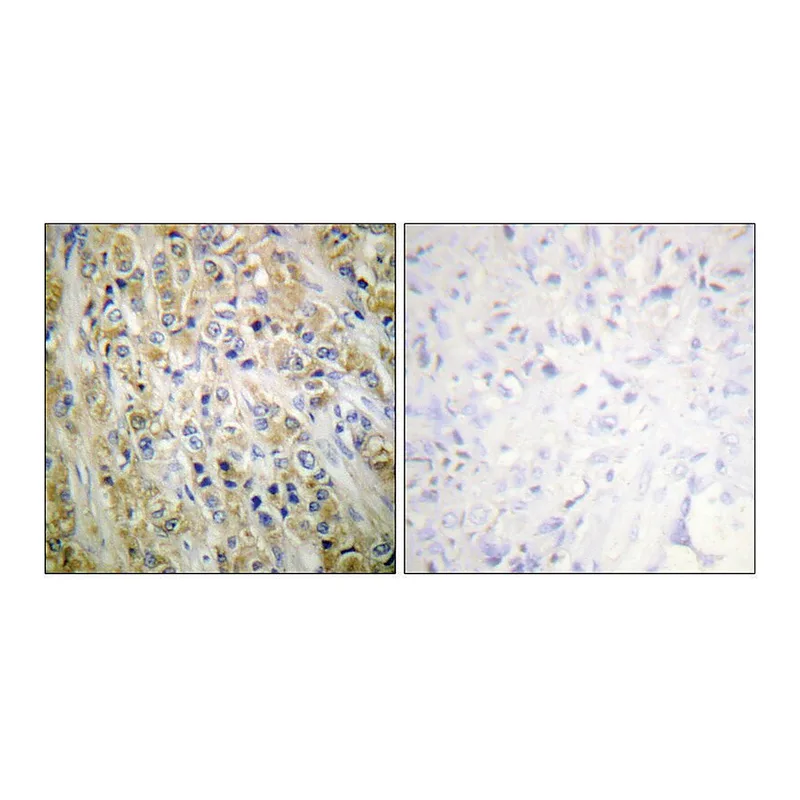 Merck Anti-Prostate-specific Antigen antibody produced in rabbit