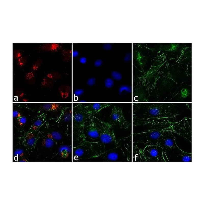 Thermo Fisher Scientific Goat anti-Rabbit IgG (H+L) Cross-Adsorbed Secondary Antibody, TRITC