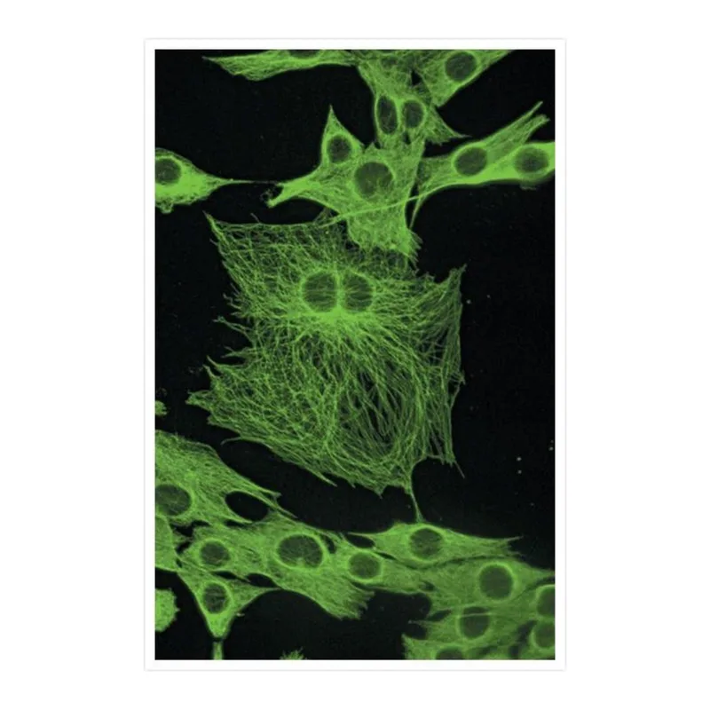 Thermo Fisher Scientific Goat anti-Mouse IgG (H+L) Cross-Adsorbed Secondary Antibody, Biotin-XX