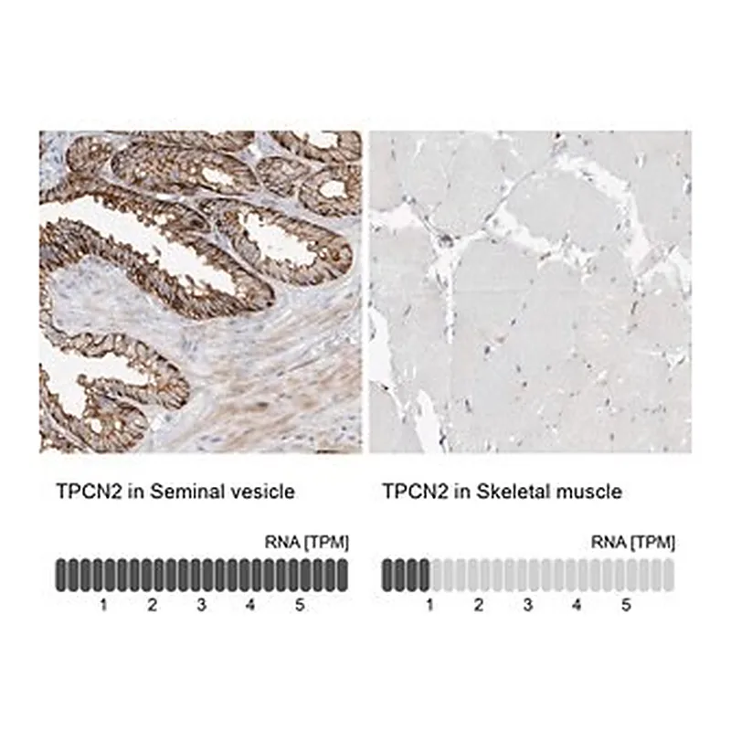 Merck ANTI-TPCN2