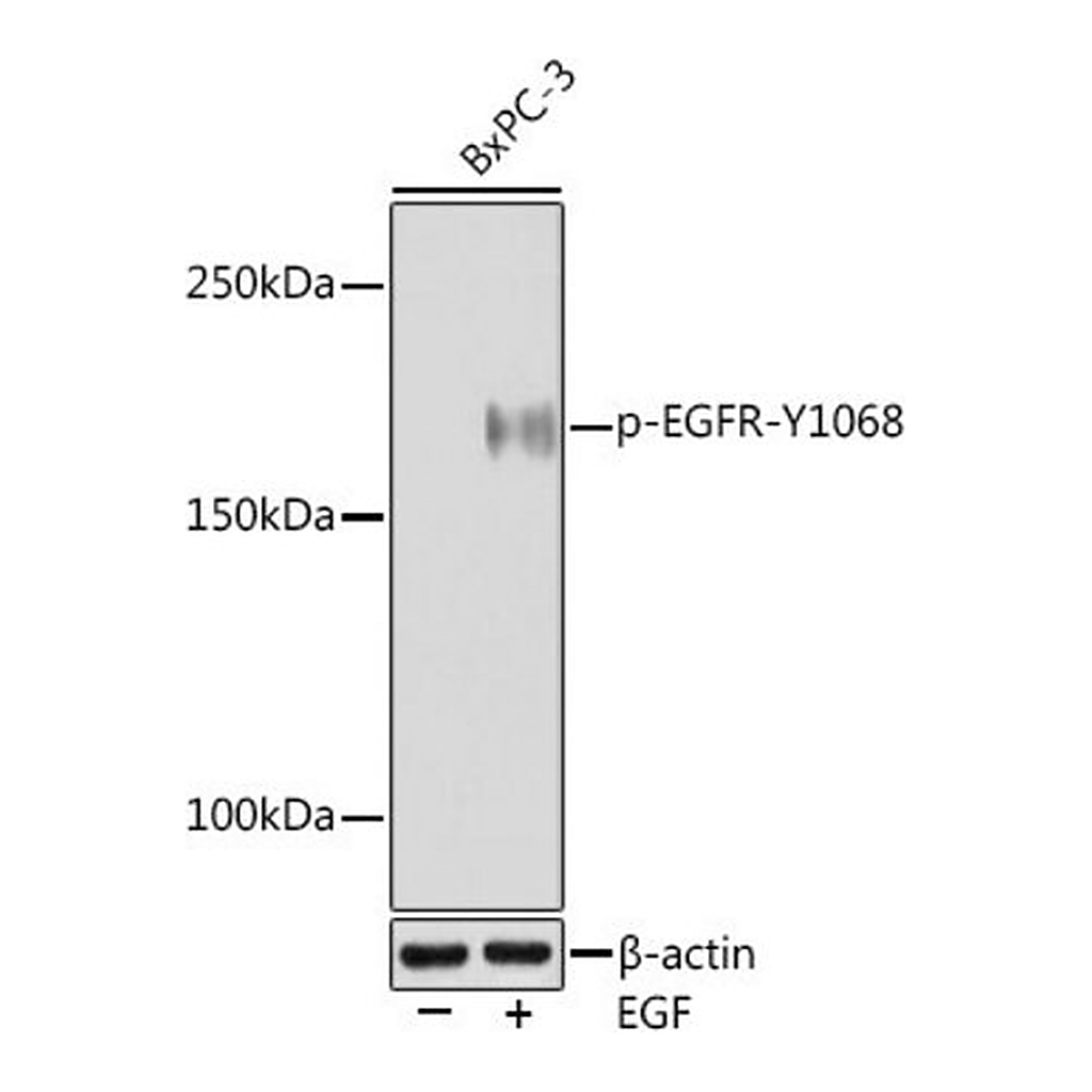 Merck Anti-Phospho-EGFR-Y1068 antibody produced in rabbit