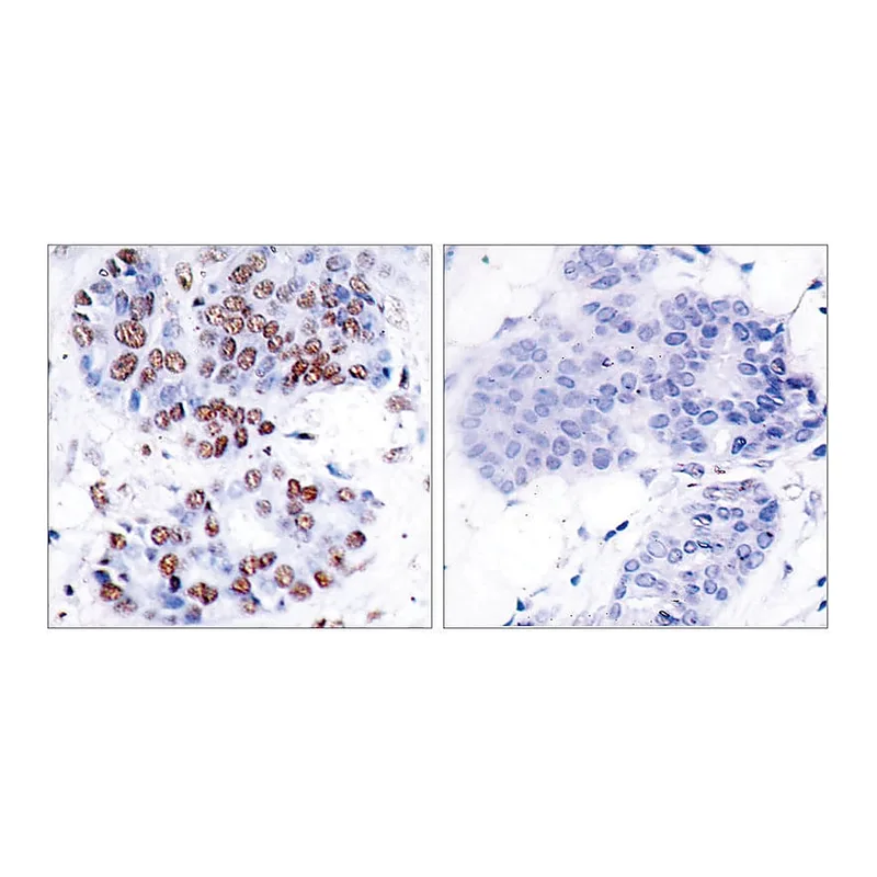 Merck Anti-NF-kappaB p65 antibody produced in rabbit