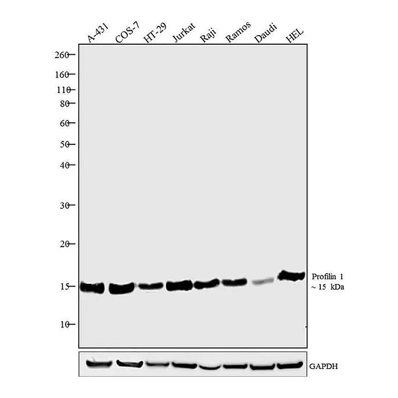 Thermo Fisher Scientific Goat anti-Rabbit IgG (Heavy chain) Superclonal Secondary Antibody, HRP
