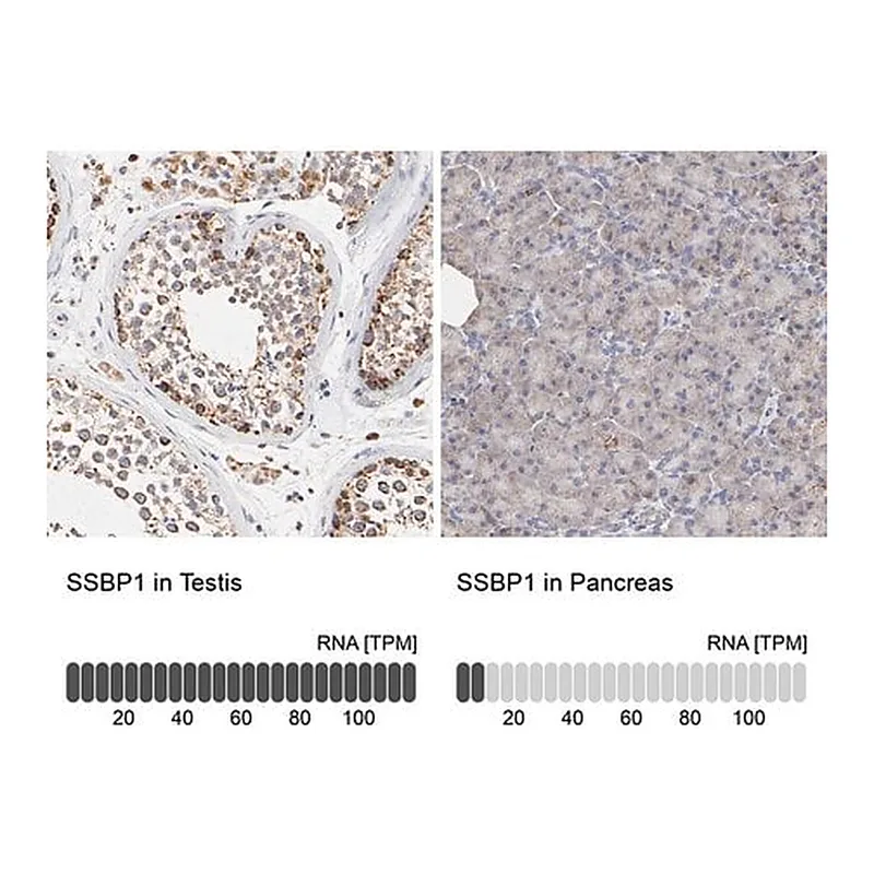 Merck Anti-SSBP1 antibody produced in rabbit