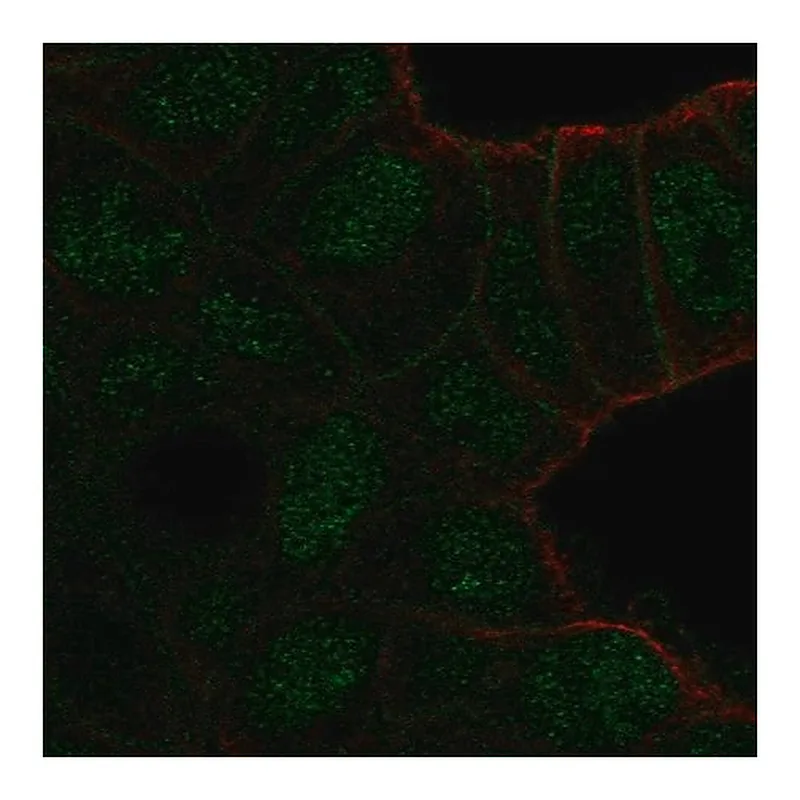 Merck Anti-TBC1D10A antibody produced in rabbit
