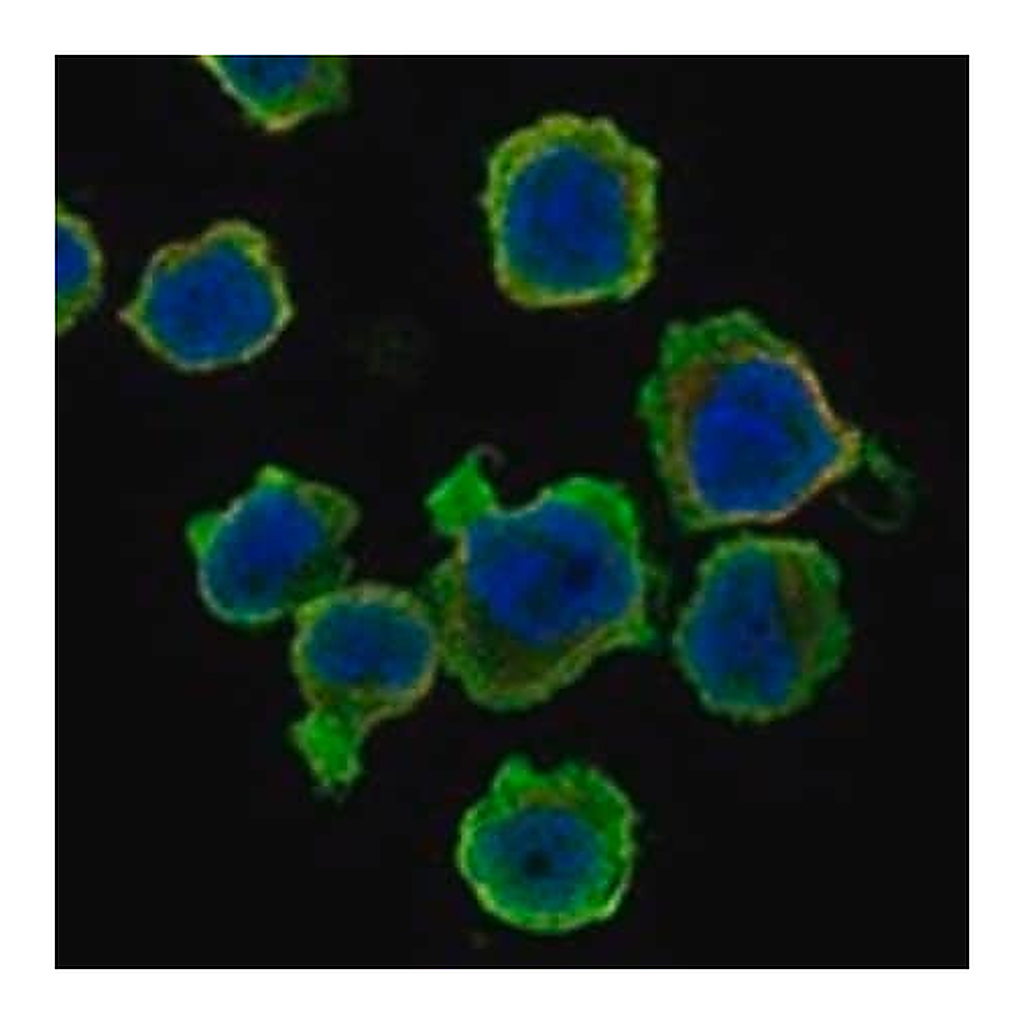 Merck Anti-PPP1R27 antibody produced in rabbit
