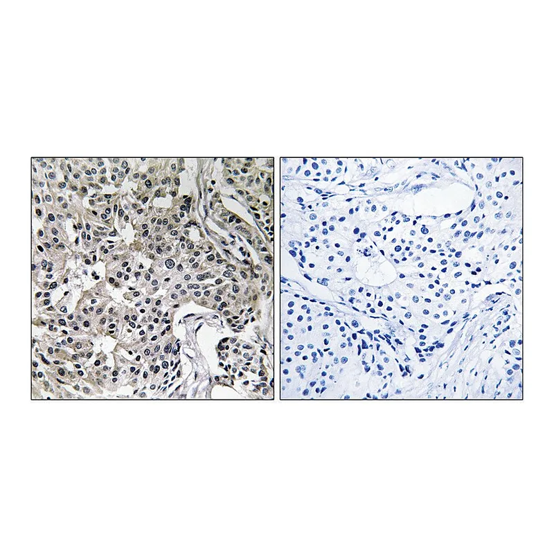 Merck Anti-USP19 antibody produced in rabbit