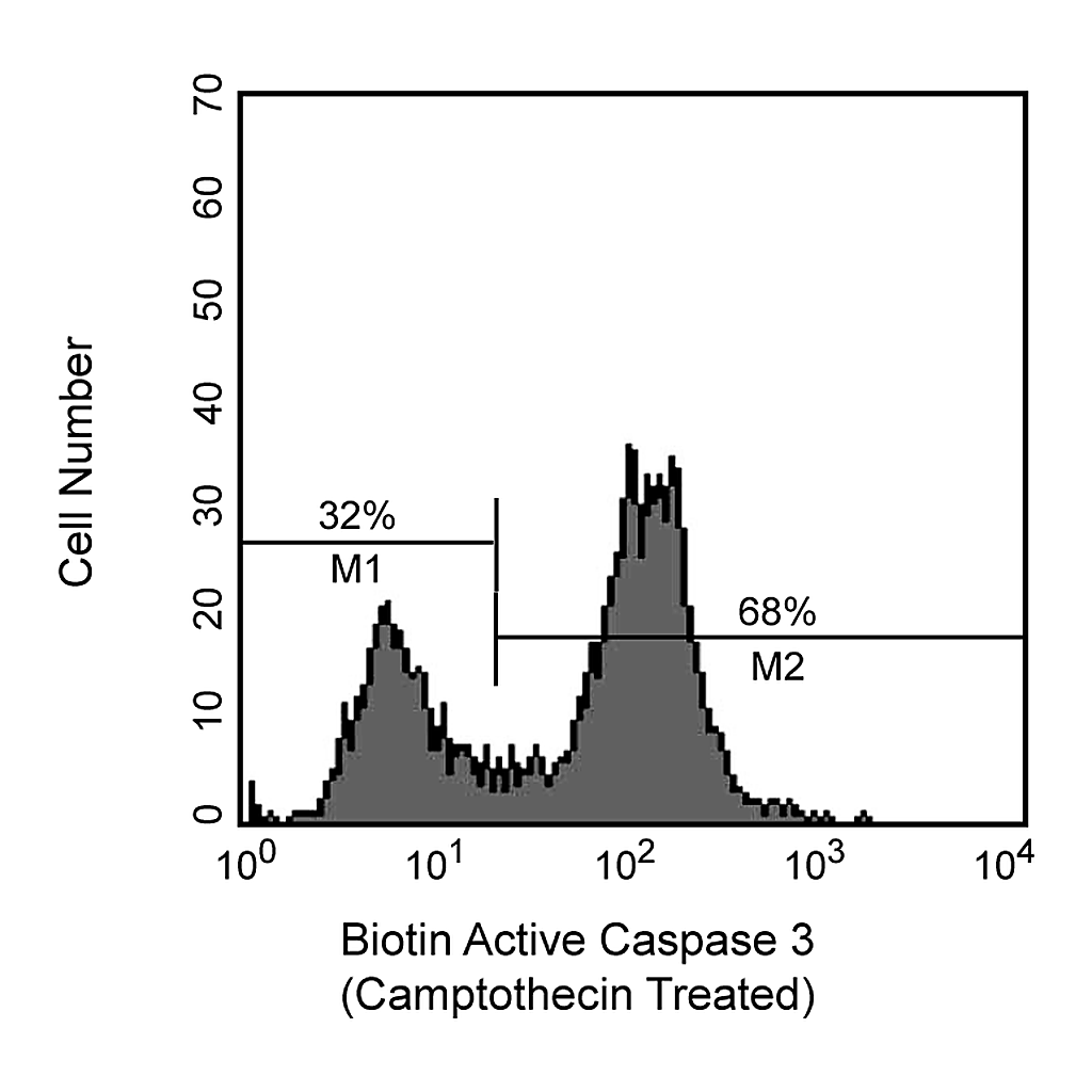 BD Biotin Rabbit Anti- Active Caspase-3