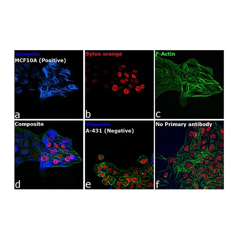 Thermo Fisher Scientific Donkey anti-Rabbit IgG (H+L) Highly Cross-Adsorbed Secondary Antibody, Alexa Fluor 350