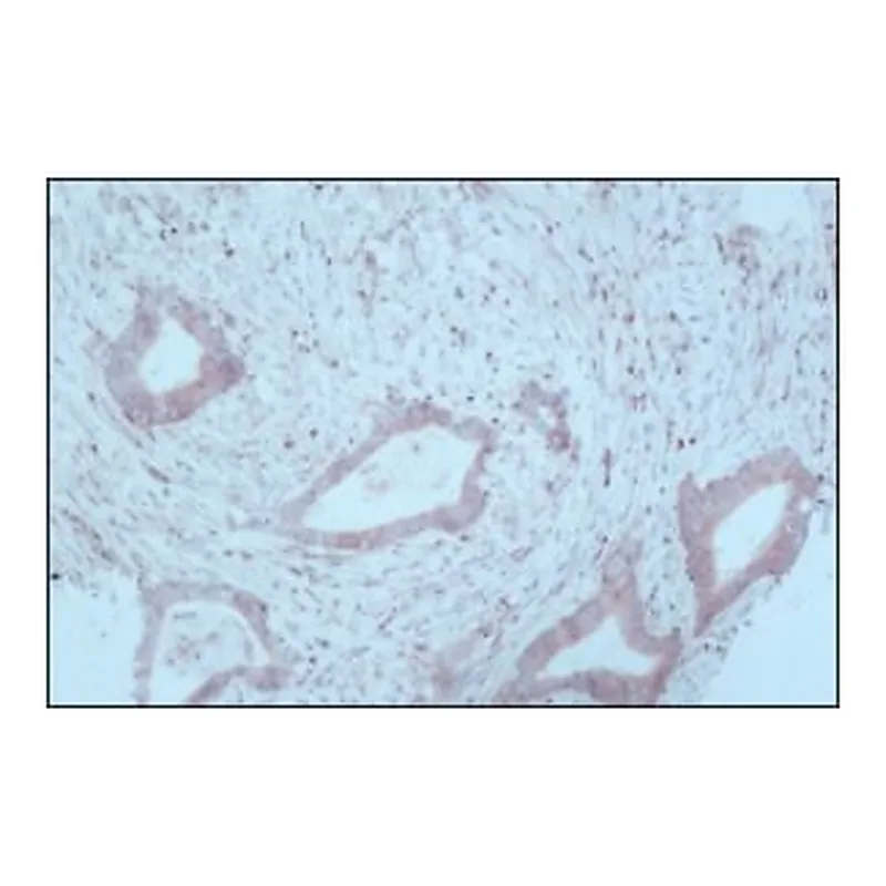 Merck MONOCLONAL ANTI-TRYPTOPHAN HYDROXYLASE,&