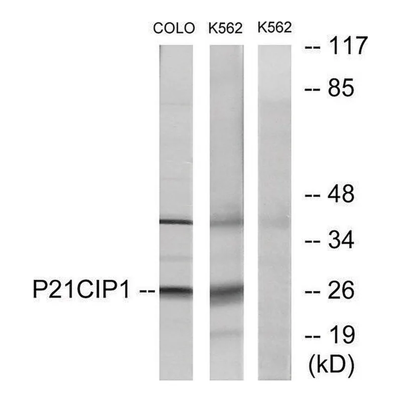 Merck Anti-p21 CIP1 antibody produced in rabbit