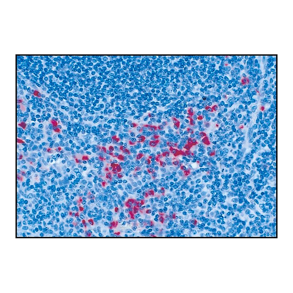 Merck Anti-Human IgG (gamma-chain specific), F(ab')2 fragment-Alkaline Phosphatase antibody produced in goat