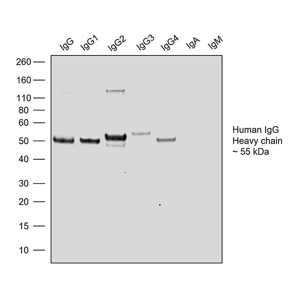 Thermo Fisher Scientific Goat anti-Human IgG Fc Recombinant Secondary Antibody