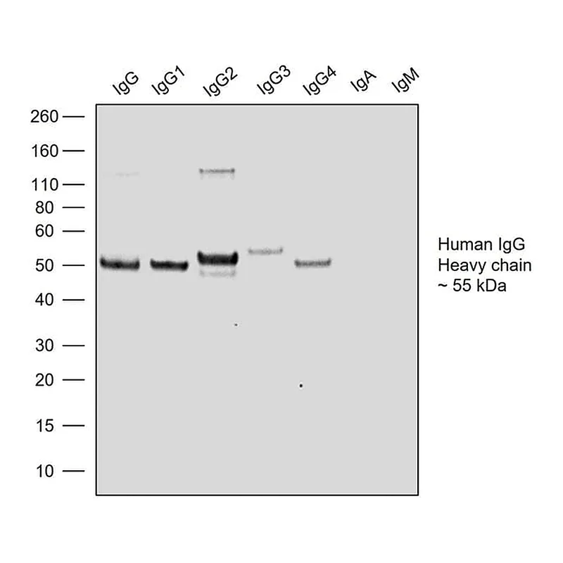 Thermo Fisher Scientific Goat anti-Human IgG Fc Recombinant Secondary Antibody