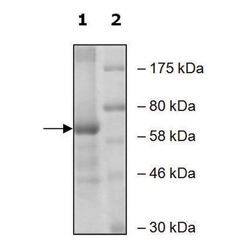 Merck ALOX15 active human