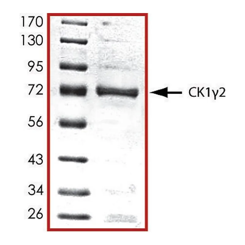 Merck CK1 gamma 2, active, GST tagged human