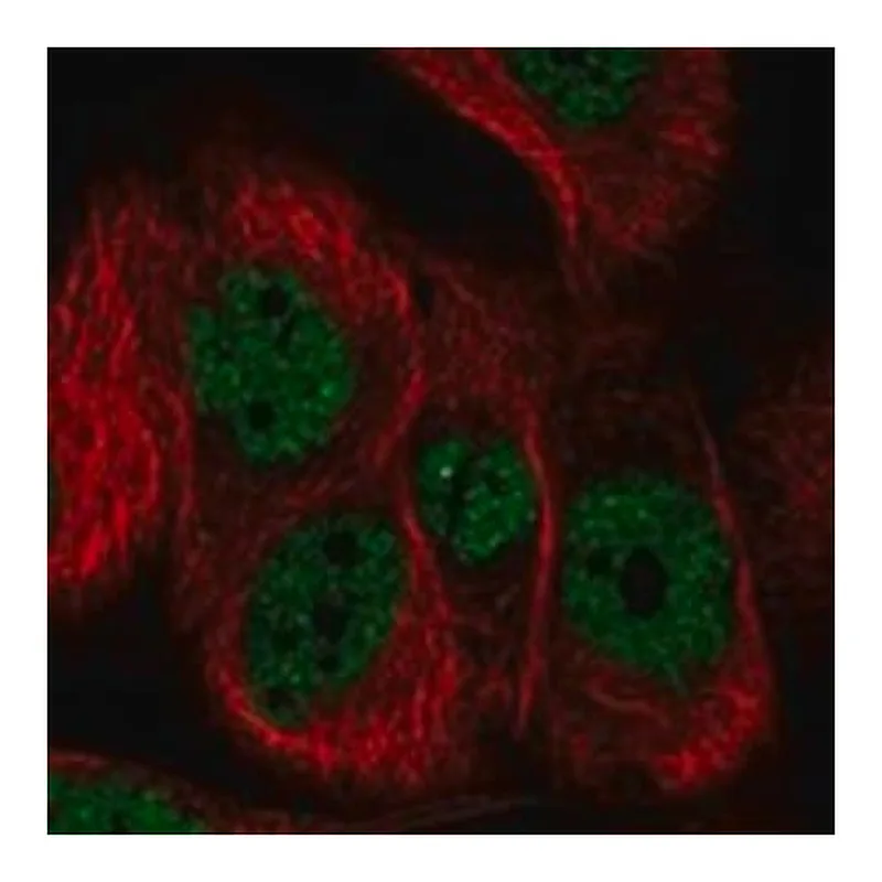 Merck Anti-PCDHB6 antibody produced in rabbit