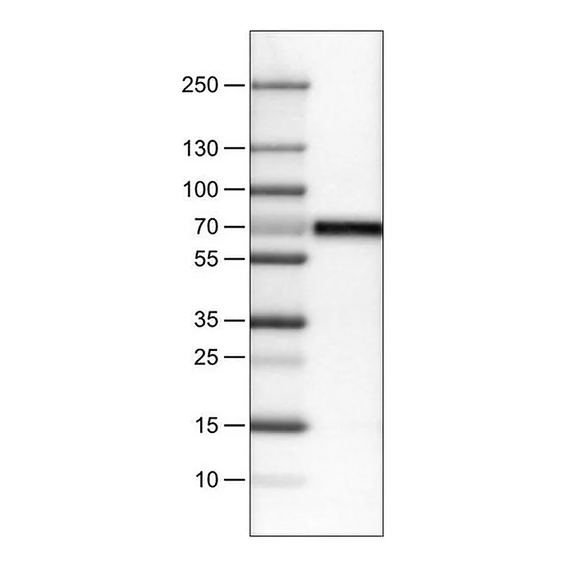 Merck Monoclonal Anti-CNDP1 antibody produced in mouse