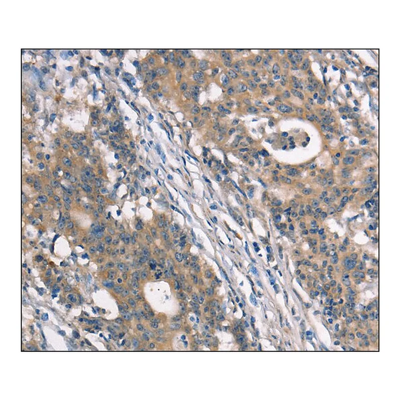 Merck Anti-NDNL2 antibody produced in rabbit