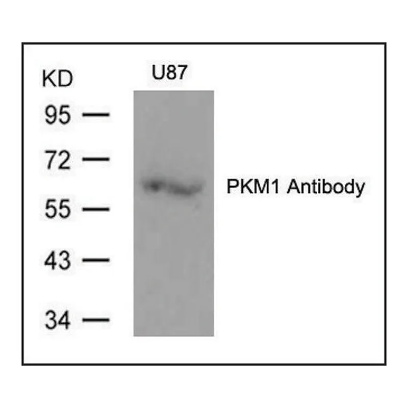 Merck Anti-PKM1 antibody produced in rabbit