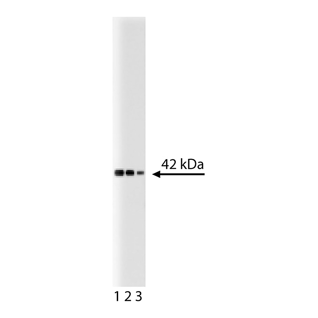 BD Purified Mouse Anti-p38α
