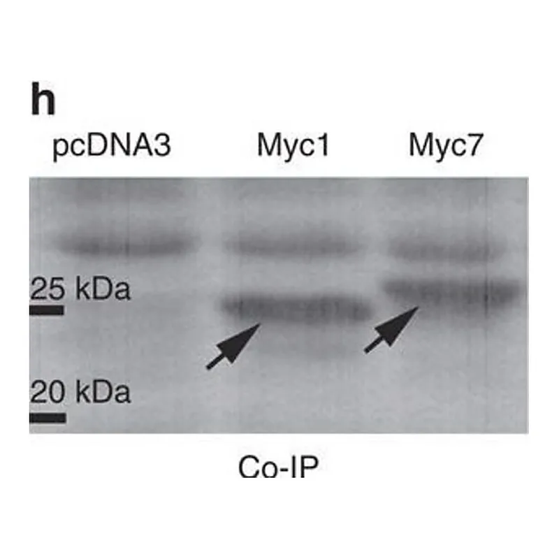 Merck Anti-c-Myc antibody produced in rabbit
