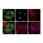 Thermo Fisher Scientific Goat anti-Rat IgG (H+L) Secondary Antibody, FITC