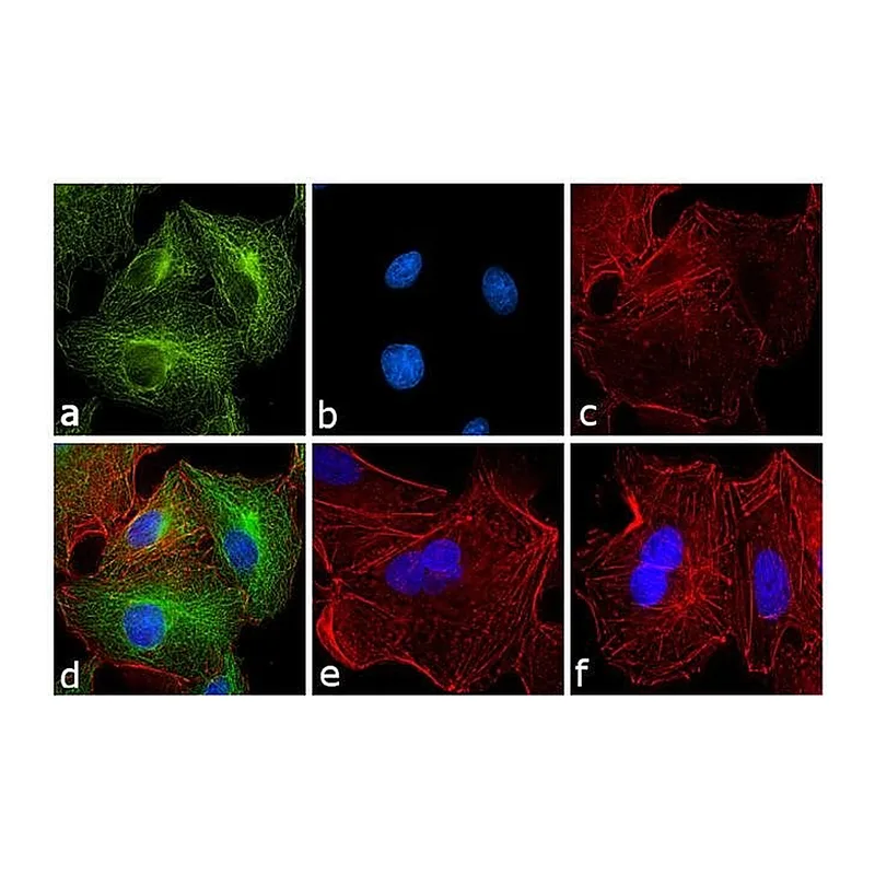 Thermo Fisher Scientific Goat anti-Rat IgG (H+L) Secondary Antibody, FITC