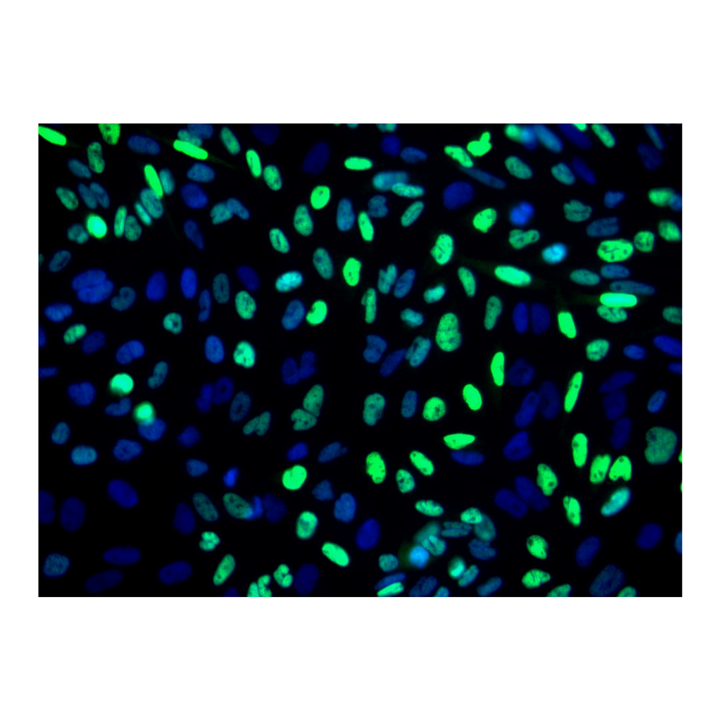 BD Purified Mouse Anti-Myogenin