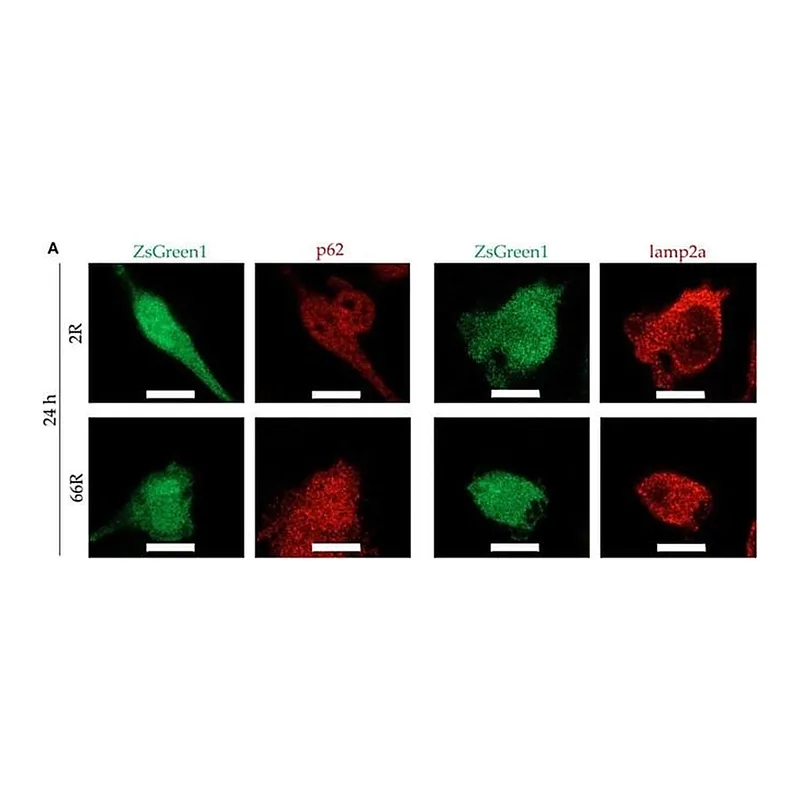 Thermo Fisher Scientific Goat anti-Rat IgG (H+L) Cross-Adsorbed Secondary Antibody, Alexa Fluor 594