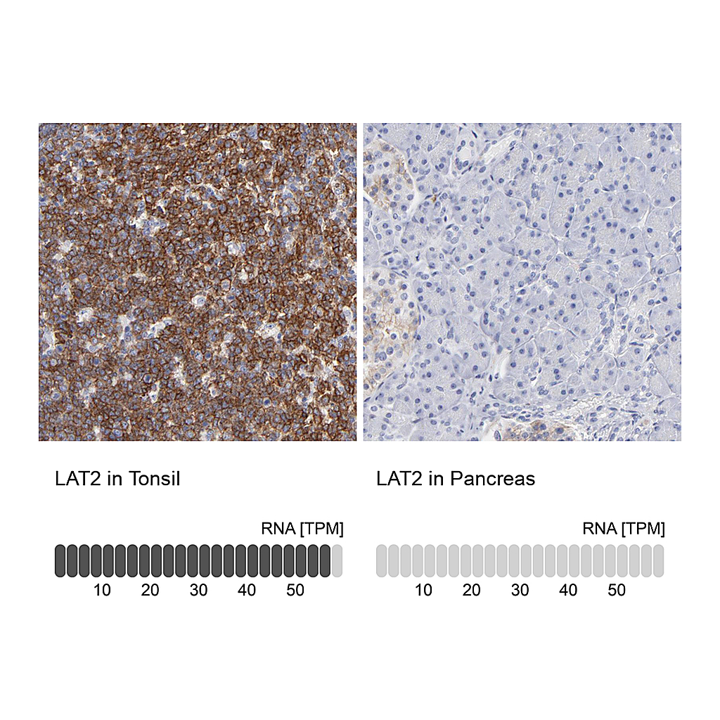 Atlas Antibodies Anti-LAT2 Antibody