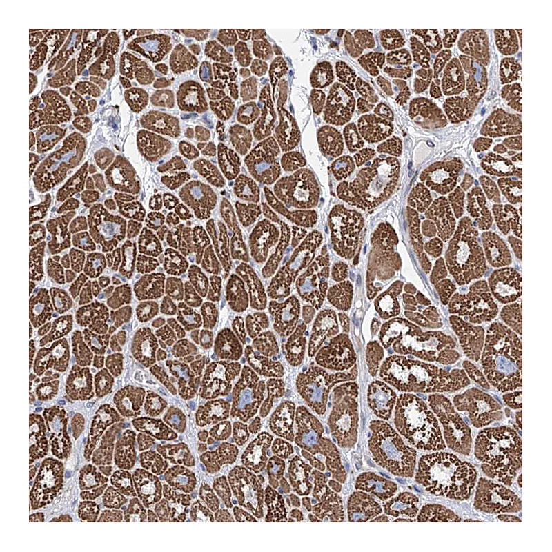 Atlas Antibodies Anti-LCLAT1 Antibody